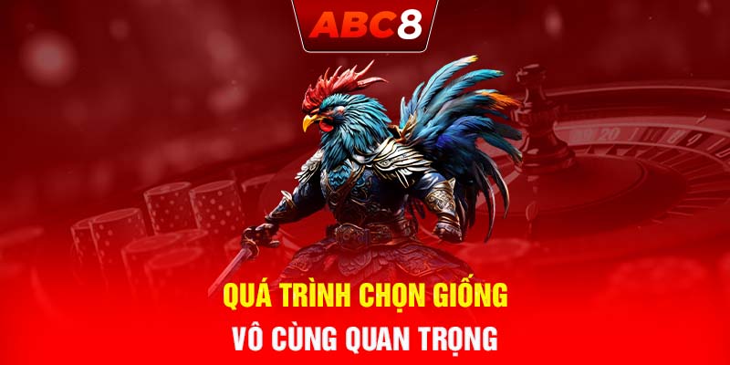 Quá trình chọn giống vô cùng quan trọng đá gà ABC8