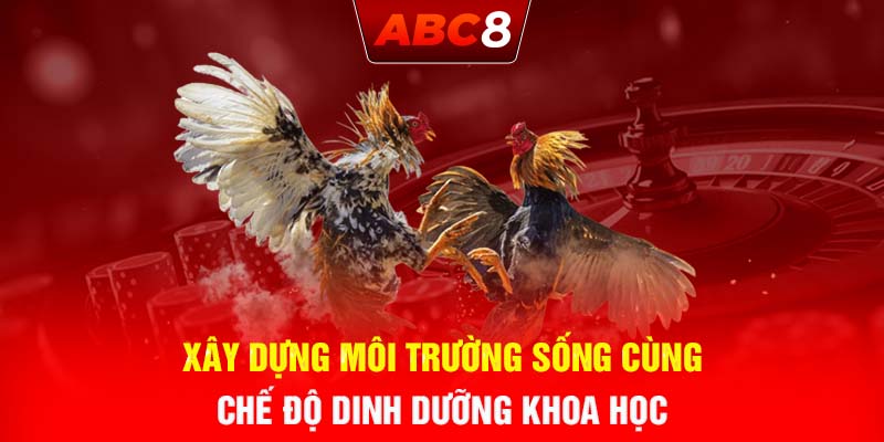 Xây dựng môi trường sống cùng chế độ dinh dưỡng khoa học trong đá gà ABC8